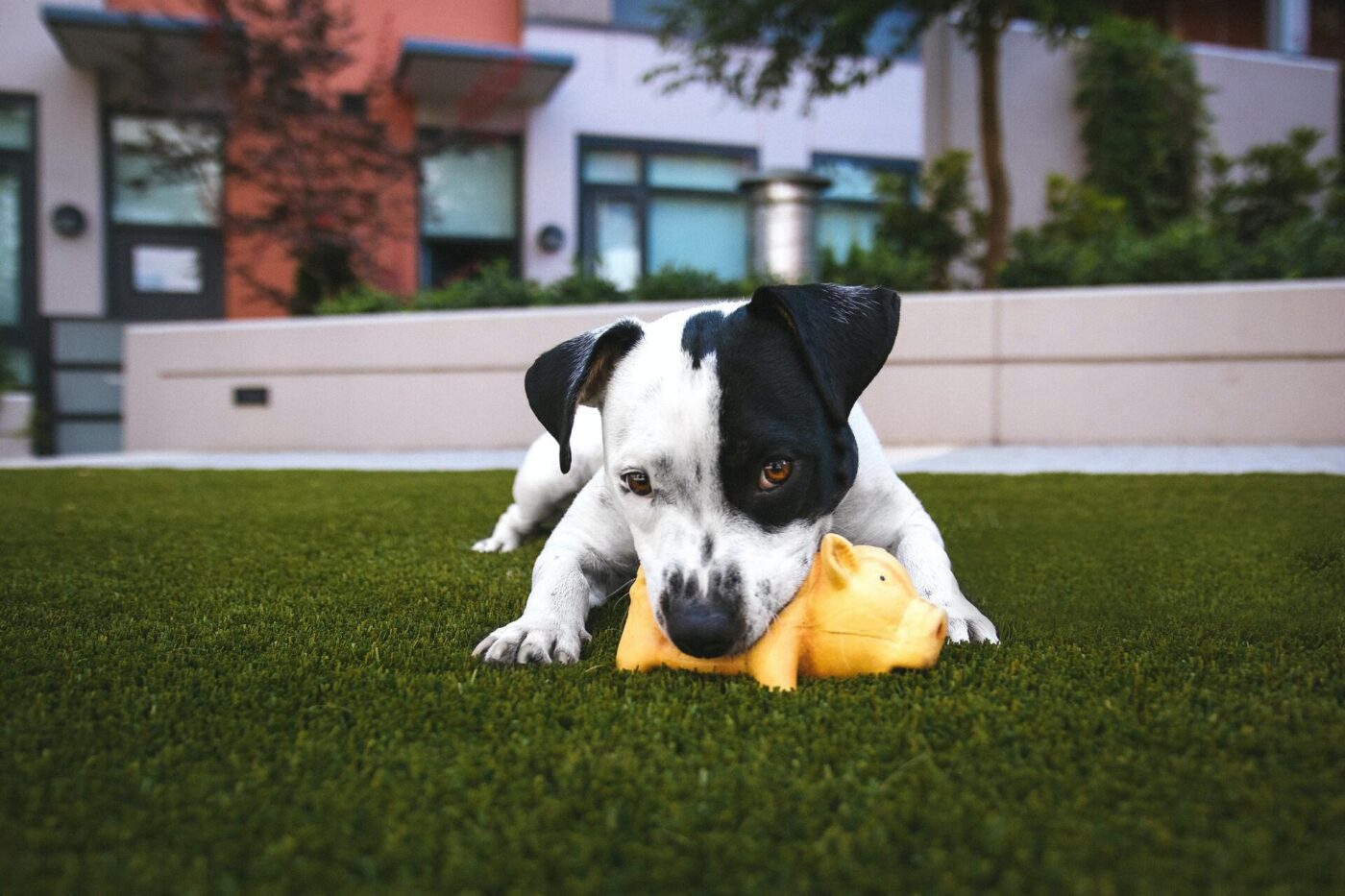 picture of a dog with a toy on artificial grass lawn